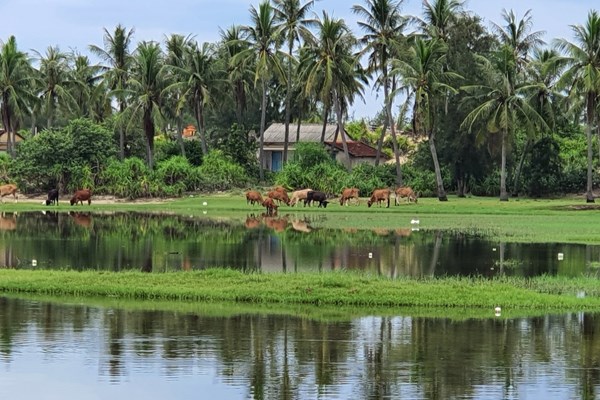 Quảng Ngãi: Xây dựng hồ sơ Di tích quốc gia đặc biệt văn hóa Sa Huỳnh - Anh 1