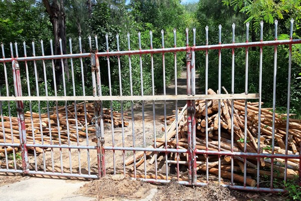 Danh thắng quốc gia Ghềnh Ráng (Bình Định) bị xâm phạm: Do Chủ tịch phường cấp phép khai thác rừng - Anh 2