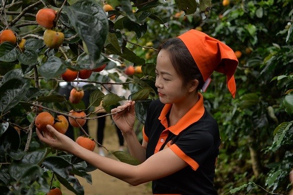 Mùa hồng Đà Lạt hút khách du lịch - Anh 3