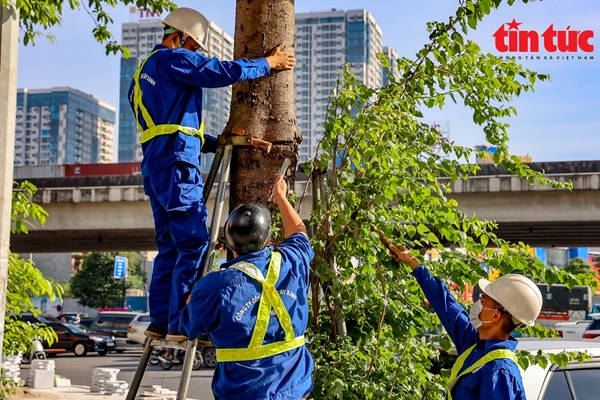Hà Nội thừa nhận thiếu sót vụ gông sắt “siết nghẹt” cây xanh - Anh 1