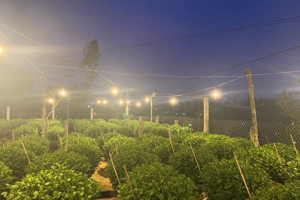 “Thủ phủ” hoa Quảng Ngãi chuẩn bị cho cao điểm vụ Tết - Anh 4