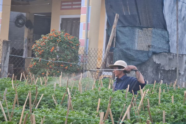 “Thủ phủ” hoa Quảng Ngãi chuẩn bị cho cao điểm vụ Tết - Anh 3