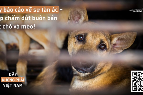 Ra mắt công cụ trực tuyến thông báo về nạn buôn bán thịt chó, mèo - Anh 1