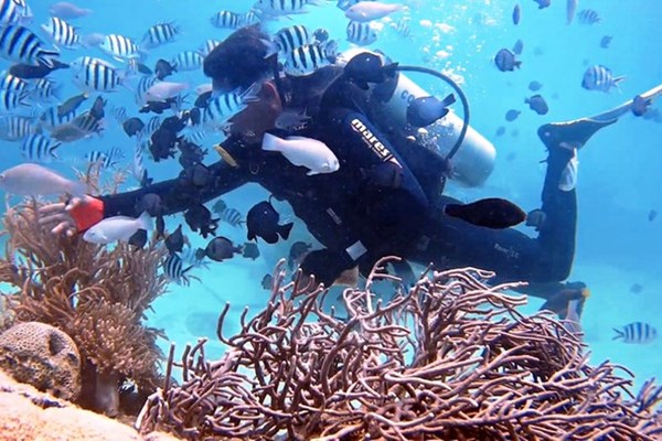 Khánh Hòa đưa ra kế hoạch phục hồi rạn san hô vịnh Nha Trang - Anh 1