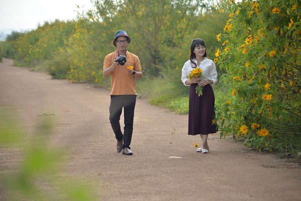Hoa dã quỳ nhuốm vàng cao nguyên Đà Lạt - Anh 3
