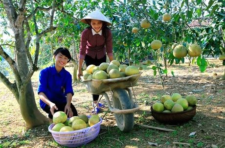 Lễ hội bưởi Đại Minh và khám phá danh thắng quốc gia hồ Thác Bà - Anh 1