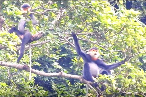 Quảng Ngãi tìm cách bảo tồn loài voọc chà vá chân xám - Anh 1