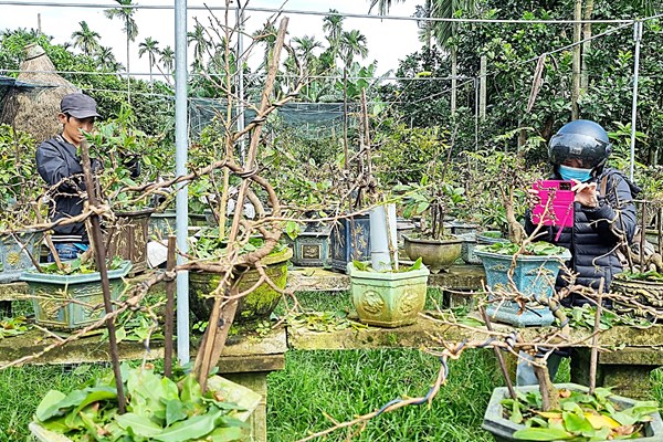 Nghề làm chậu cây cảnh rộn ràng những ngày cận Tết - Anh 7