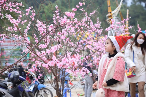 Lễ hội hoa Tớ dày lần đầu tiên được tổ chức tại Mù Cang Chải - Anh 1
