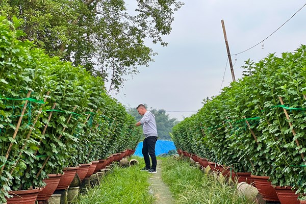 Thủ phủ hoa cúc Tết miền Trung “cháy hàng” - Anh 1