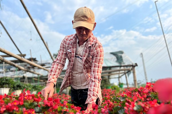 Thủ phủ hoa cúc Tết miền Trung “cháy hàng” - Anh 4