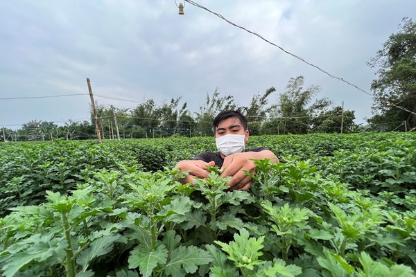 Thủ phủ hoa cúc Tết miền Trung “cháy hàng” - Anh 2