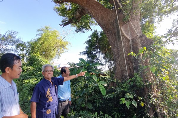 Giữ gìn và phát huy giá trị cây di sản - Anh 2