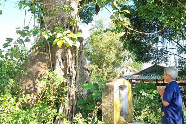 Giữ gìn và phát huy giá trị cây di sản - Anh 3