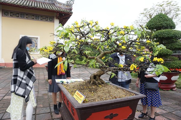 Xây dựng thương hiệu “Hoàng mai Huế” - Anh 2