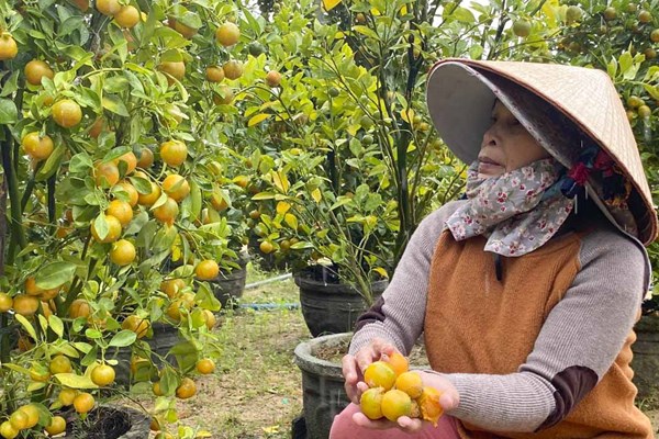 Phú Yên: Người trồng hoa, lúa… “khóc ròng” vì mưa triền miên - Anh 1