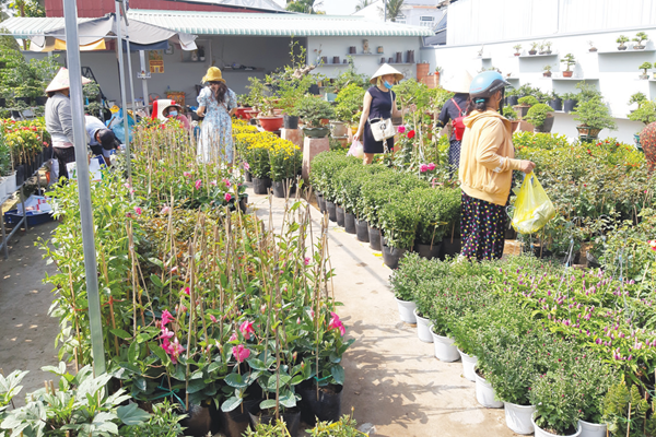 Làng hoa Cái Mơn rộn ràng vụ Tết - Anh 1