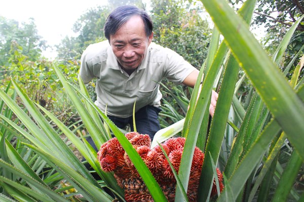 Khóm đuôi phụng “độc lạ” ở xứ Quảng - Anh 2
