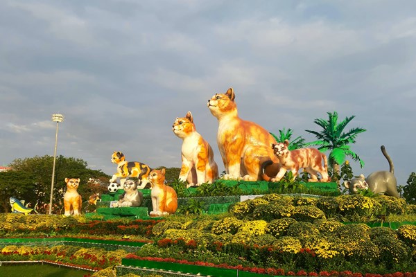 Bình Định: Linh vật năm Quý Mão với gia đình 9 con mèo “sum vầy hạnh phúc bên nhau” - Anh 1