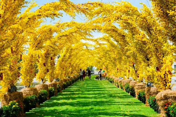 Rực rỡ sắc mai vàng ở khu lấn biển Tây Bắc Kiên Giang - Anh 2