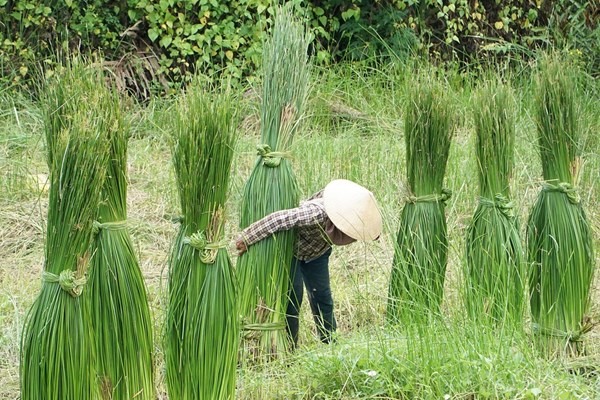 Về làng chiếu cổ hơn 500 tuổi - Anh 1