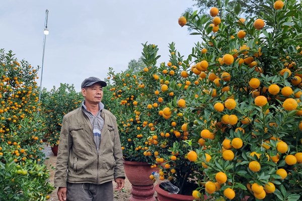 Quảng Ngãi: Thị trường hoa, cây cảnh Tết ảm đạm - Anh 2