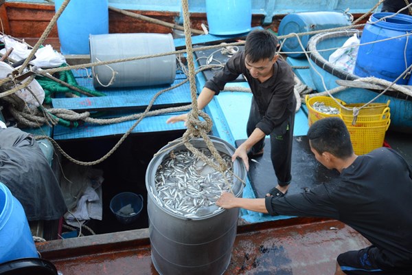Ngư dân Quảng Ngãi trúng “lộc biển” cuối năm - Anh 3