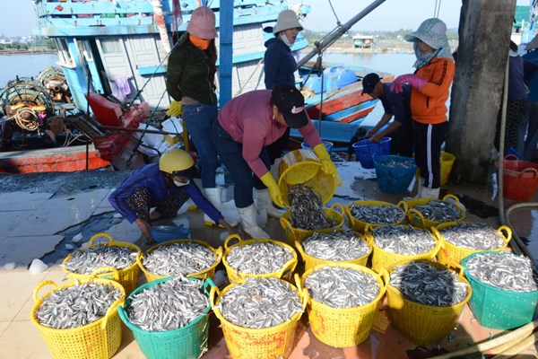 Ngư dân Quảng Ngãi trúng “lộc biển” cuối năm - Anh 1