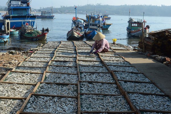 Ngư dân Quảng Ngãi trúng “lộc biển” cuối năm - Anh 4