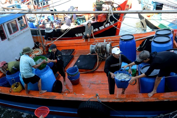 Ngư dân Quảng Ngãi trúng “lộc biển” cuối năm - Anh 2