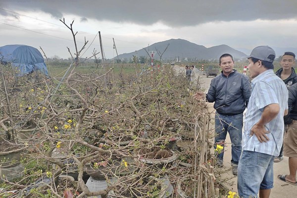 “Thủ phủ” mai vàng miền Trung ít vui - Anh 1