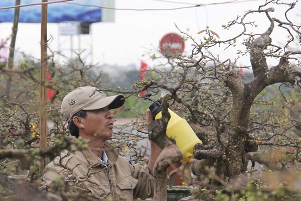 “Thủ phủ” mai vàng miền Trung ít vui - Anh 2