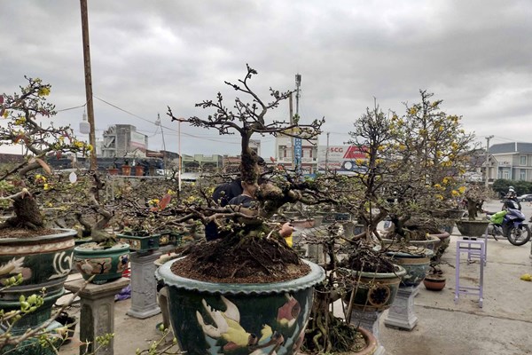 “Thủ phủ” mai vàng miền Trung ít vui - Anh 3