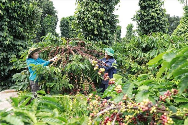 Nhiều hoạt động đặc sắc trong lễ hội cà phê Buôn Ma Thuột lần thứ 8 - Anh 1