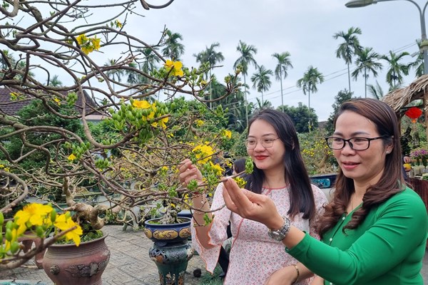 Ngắm mai vàng độc đáo khoe sắc ở Quảng Ngãi - Anh 3