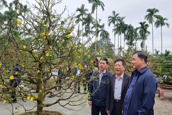 Ngắm mai vàng độc đáo khoe sắc ở Quảng Ngãi - Anh 4