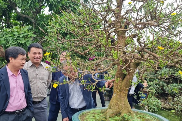 Ngắm mai vàng độc đáo khoe sắc ở Quảng Ngãi - Anh 1