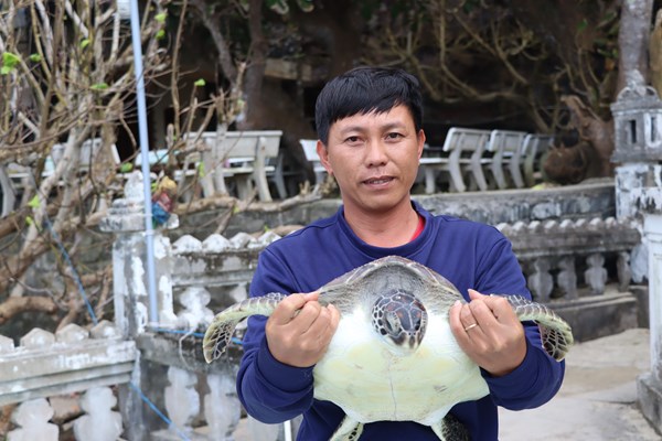 Lý Sơn thả cá thể rùa quý hiếm về môi trường tự nhiên - Anh 2