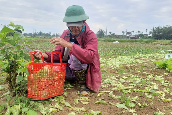 Mất “trắng tay” do thời tiết, nông dân xuống đồng làm lại từ đầu - Anh 1