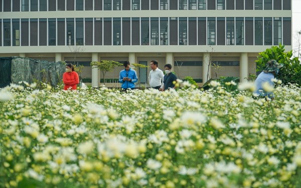 Đà Nẵng: Vườn cúc họa mi trái mùa thu hút người dân, du khách - Anh 1