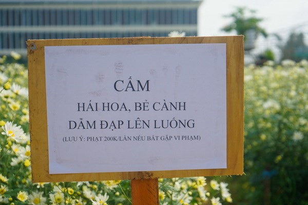 Đà Nẵng: Vườn cúc họa mi trái mùa thu hút người dân, du khách - Anh 8