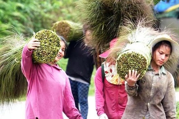 Rủ nhau đi hái 