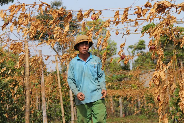 Gia Lai: Nông dân mất trắng vì bị kẻ gian phá hoại - Anh 1