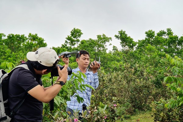Cải tạo cây sim Bùi Hui để hút du khách - Anh 4