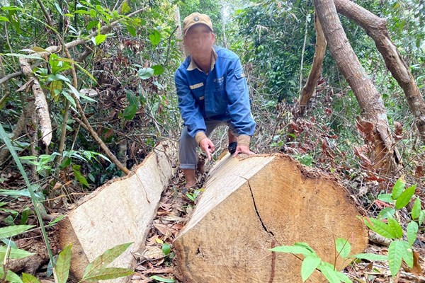 Gia Lai: Rừng già Sơ Pai liên tục bị triệt hạ, chủ rừng có thật sự vô can? - Anh 1