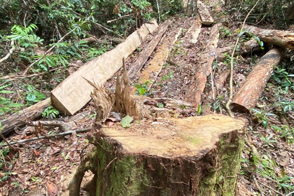 Gia Lai: Rừng già Sơ Pai liên tục bị triệt hạ, chủ rừng có thật sự vô can? - Anh 2