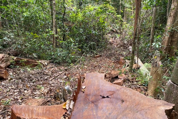 Gia Lai: Rừng già Sơ Pai liên tục bị triệt hạ, chủ rừng có thật sự vô can? - Anh 3