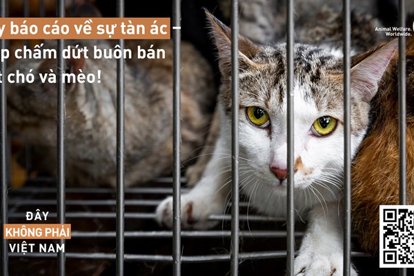 Cùng chung tay chấm dứt nạn buôn bán thịt chó, mèo - Anh 1