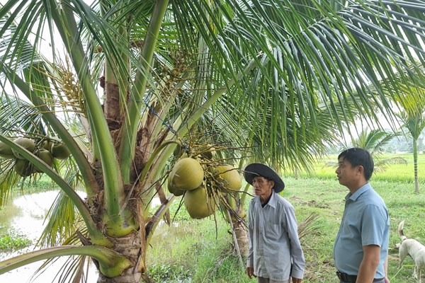Màu xanh sau những đau thương ở Sơn Mỹ - Anh 1