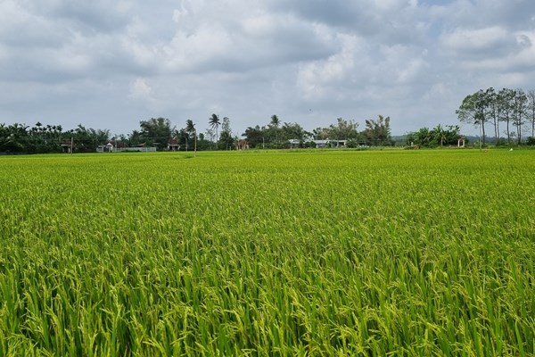 Màu xanh sau những đau thương ở Sơn Mỹ - Anh 3
